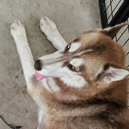 Piper - Siberian Husky