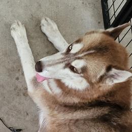 Piper - Siberian Husky