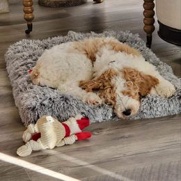 Goldendoodle Puppies from Edge Farm Goldendoodles