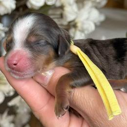 Yellow - Merle female Bernedoodle puppy in Yuciapa, California from AlltheDoodlez_