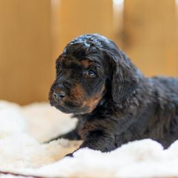 Coal - Phantom male Poodle puppy in Fairfield, Illinois from Positively Doodles