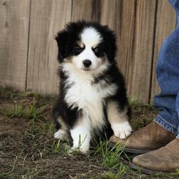 Twister - Black tri male Miniature American Shepherd puppy in Snyder, Texas from RLA Miniature American Shepherds