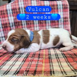Vulcan - Piebald male Dachshund puppy in Harrodsburg, Kentucky from Wayward Home Dachshunds