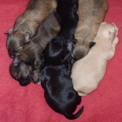 Havana Silk Dog Puppies from BellaLuz Havana Silk Dogs