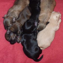 Havana Silk Dog Puppies from BellaLuz Havana Silk Dogs