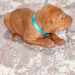 Vizsla Puppies from Arkansas Vizslas