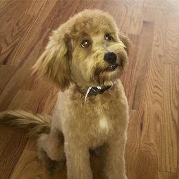 Goldendoodle and Labradoodle Puppies from Oopsie Doodles of NC