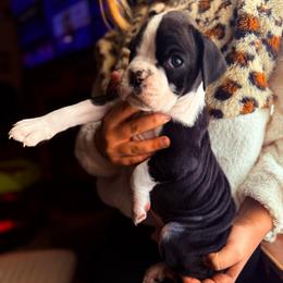 Chase - Brindle male Boxer puppy in Abilene, Texas from L&L Euro Boxers and Small Town Shih Tzus