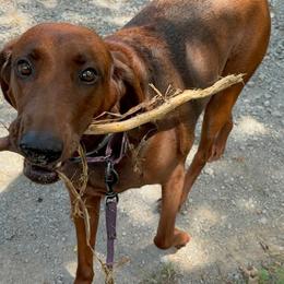 Lura - Redbone Coonhound