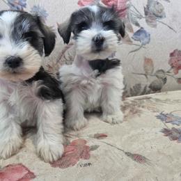 Jenny - Parti female Miniature Schnauzer puppy in Paradise, Utah from Highbornschnauzers