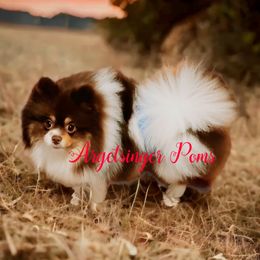 Paris - Pomeranian