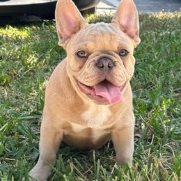 French Bulldogs from Lopez Frenchies
