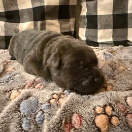 Lime Green- Charcoal - Charcoal male Dilute Retriever puppy in Marion, Illinois from Summer Lovin’ Labradors of Southern Illinois