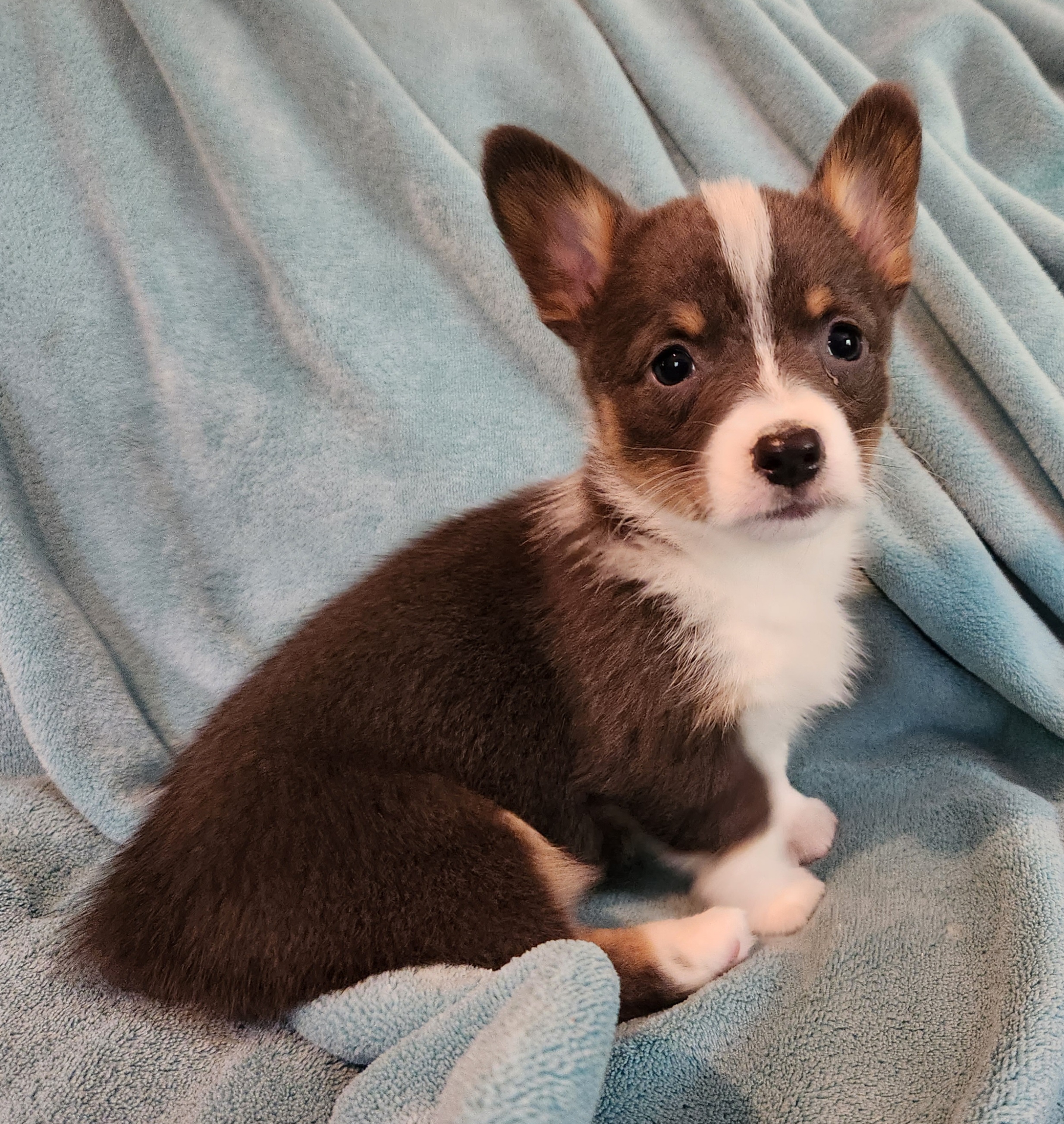 Pembroke Welsh Corgi Puppies from Workman Farms