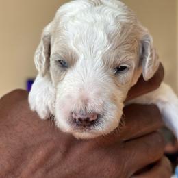 Percy - Parti male Poodle puppy in Randallstown, Maryland from Parson Standards