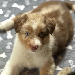 Nougat - Red merle female Australian Shepherd puppy in Hilton, New York from Francoise's Australian Shepherds