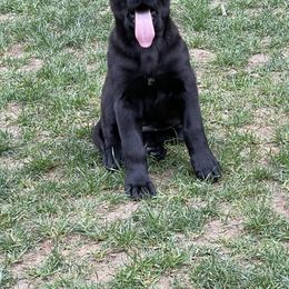 German Shepherd Puppies from Von Lambor German Shepherds