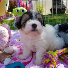 Coton de Tulear Puppies from Columbia Gorge Cotons