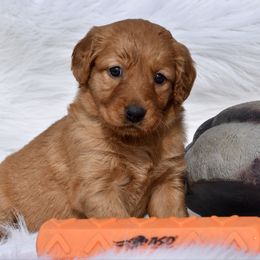Teal - Dark golden Golden Retriever puppy in Gober, Texas from Trigger Time Kennels
