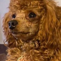 Rosie - Poodle