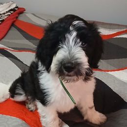 Jordan - Black female Sheepadoodle puppy in Charleston & Kershaw, South Carolina from Atlas Harrold-Moore Sheepadoodles, LLC   (AHMS)