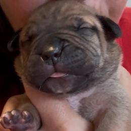 Huck - Fawn male Boerboel puppy in Bon Aqua, Tennessee from Erickson Ranch Boerboels