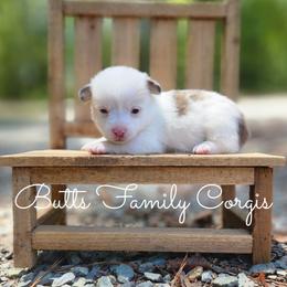 Lassie - Sable merle and white female American Corgi puppy in Cameron, North Carolina from Butts Family Corgis