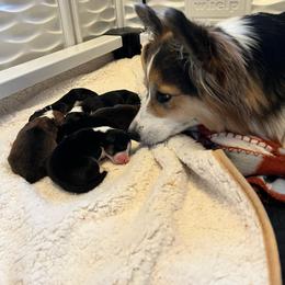 Pembroke Welsh Corgi puppies from Potato Patch