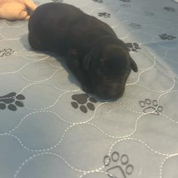 Boy 3 - Black male Labrador Retriever puppy in Four Oaks, North Carolina from TLC Retrievers