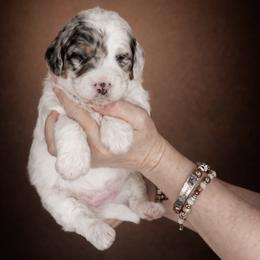 Orange Collar Esther - Merle female Bernedoodle puppy in Camden, North Carolina from Fleury Farm Doodles NC
