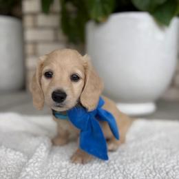 Mr. blue - Cream male Dachshund puppy in Clarksville, Tennessee from Lala’s Pups