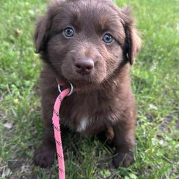 Girl 3 - Red tri-color female Australian Shepherd puppy in Hillsboro, Illinois from Perfect Paws Puppies
