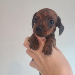 Dough - Brindle male Dachshund puppy in Okeechobee, Florida from Far Far Away Dachshunds