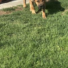 Cane Corso All Grown Up from Ironhide Cane Corso Italiano Kennels