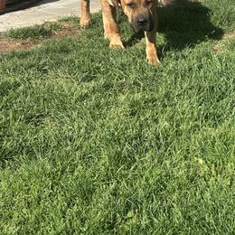 Cane Corso All Grown Up from Ironhide Cane Corso Italiano Kennels