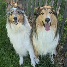 Collies from Ivybar kennels