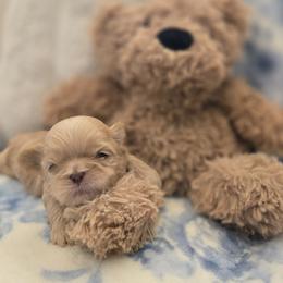 Bean dip - Gold male Shih Tzu puppy in Surprise, Arizona from Ashlee's Shih Tzus