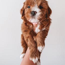 Honey (Pink) - Red  female Goldendoodle puppy in Beaverton, Oregon from Henry Elliots