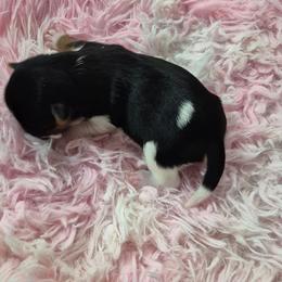 Puppy 3 - Parti female Yorkshire Terrier puppy in Newnan, Georgia from Yorkie Tales