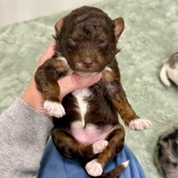 Dolly - Red tri-color female Aussiedoodle puppy in Heber City, Utah from Junipersdoodles