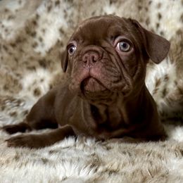 French Bulldog Puppies from The French Bulldog Company LLC
