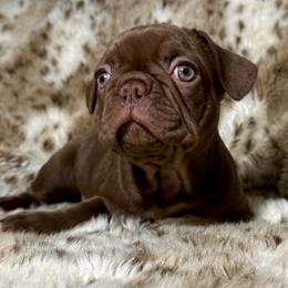 French Bulldog Puppies from The French Bulldog Company LLC