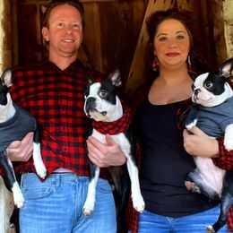 Rye - Boston Terrier