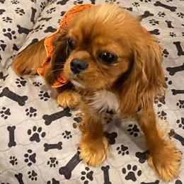 Cavalier King Charles Spaniels from Faybelle's Cavaliers