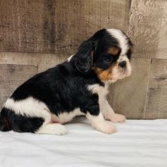 English Toy Spaniel Puppies from Skyline