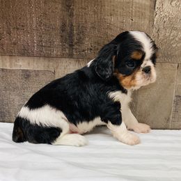 English Toy Spaniel Puppies from Skyline