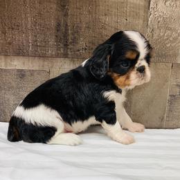 English Toy Spaniel Puppies from Skyline