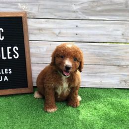 Poodle Puppies from Goldens Galore