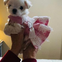 Maltese Puppies from Alpine Meadow Maltese