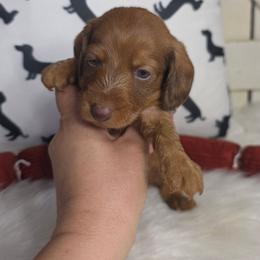 Red Dapple Wirehair Male - Red male Dachshund puppy in Austin, Colorado from Colorado Mini Dachshunds & Mini Pomskies